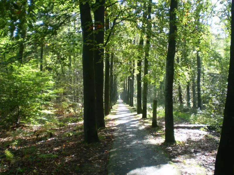Wandelpad door de Veluwse bossen bij Beekbergen